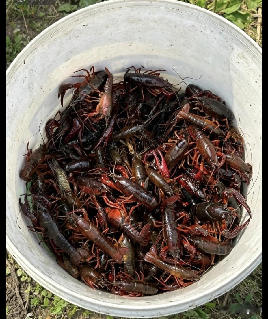 第一次在河边钓鱼，鱼是没钓到，钓了小半桶小龙虾，好多人说小龙虾很难洗，各位大神 
