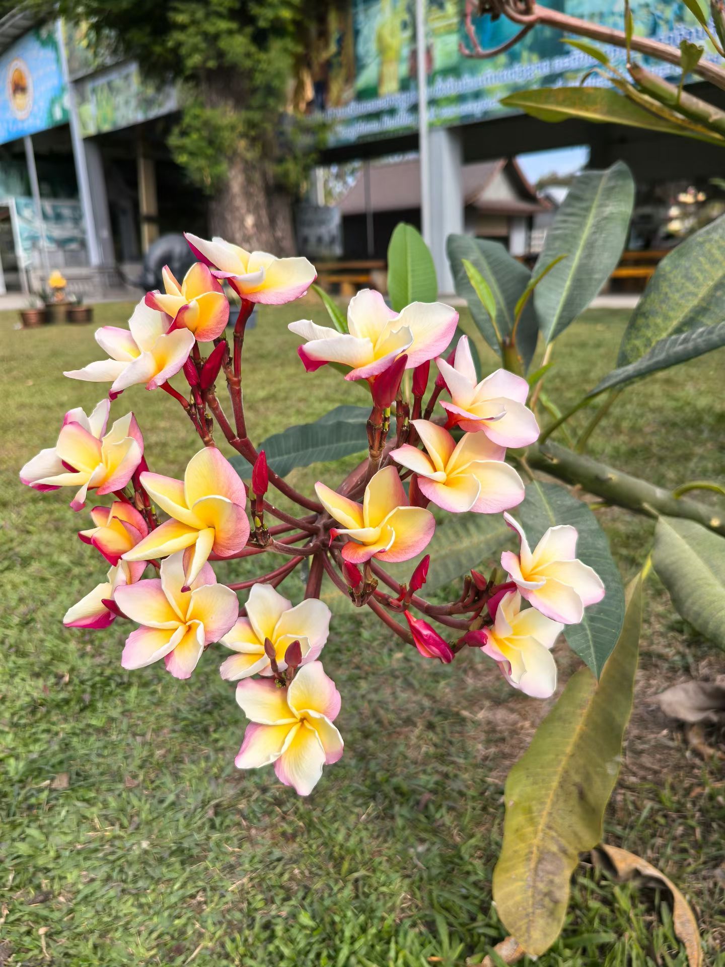 今天的第二站一一香昆寺(佛像公园)建于1958年用水泥浇筑而成（进口水泥）占芭花