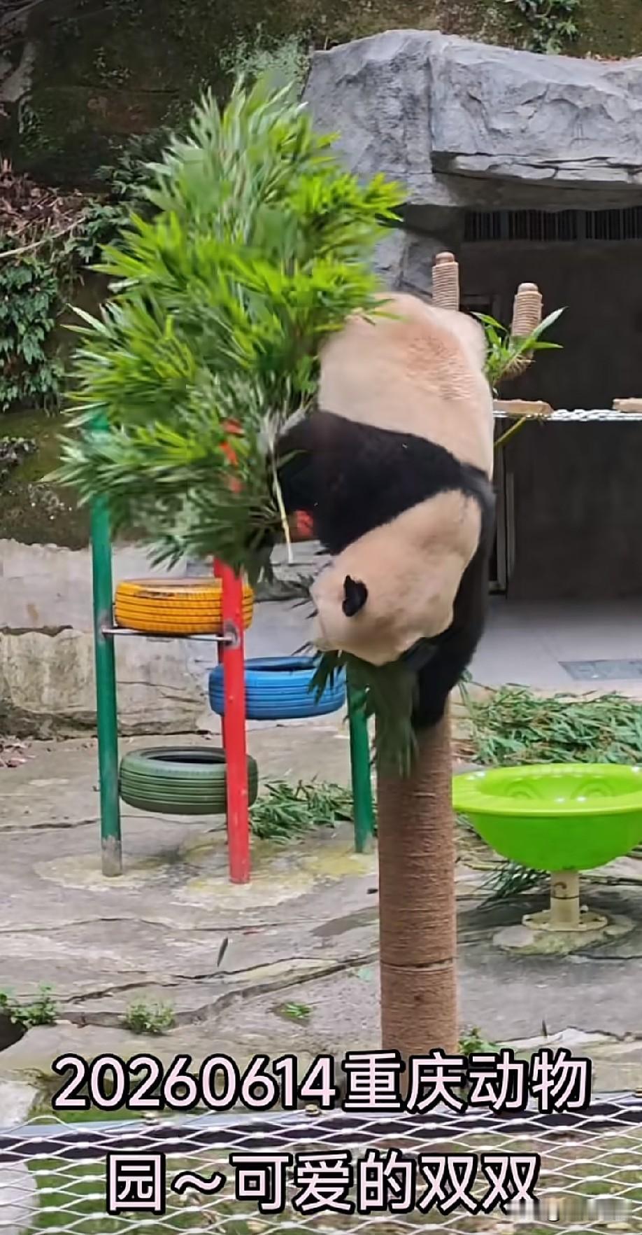 重庆动物园的大熊猫双双，真是太可爱了，小家伙胖墩墩的，圆墩墩的，但是身手相当的敏