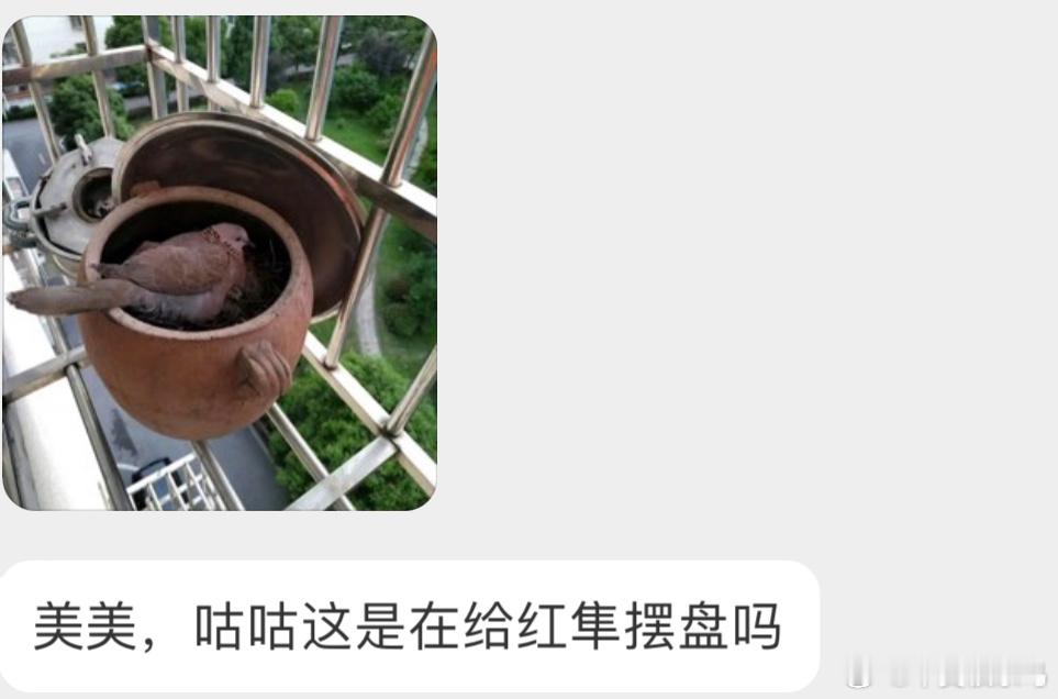 ？？？珠颈斑鸠是会找地方的… ​​​