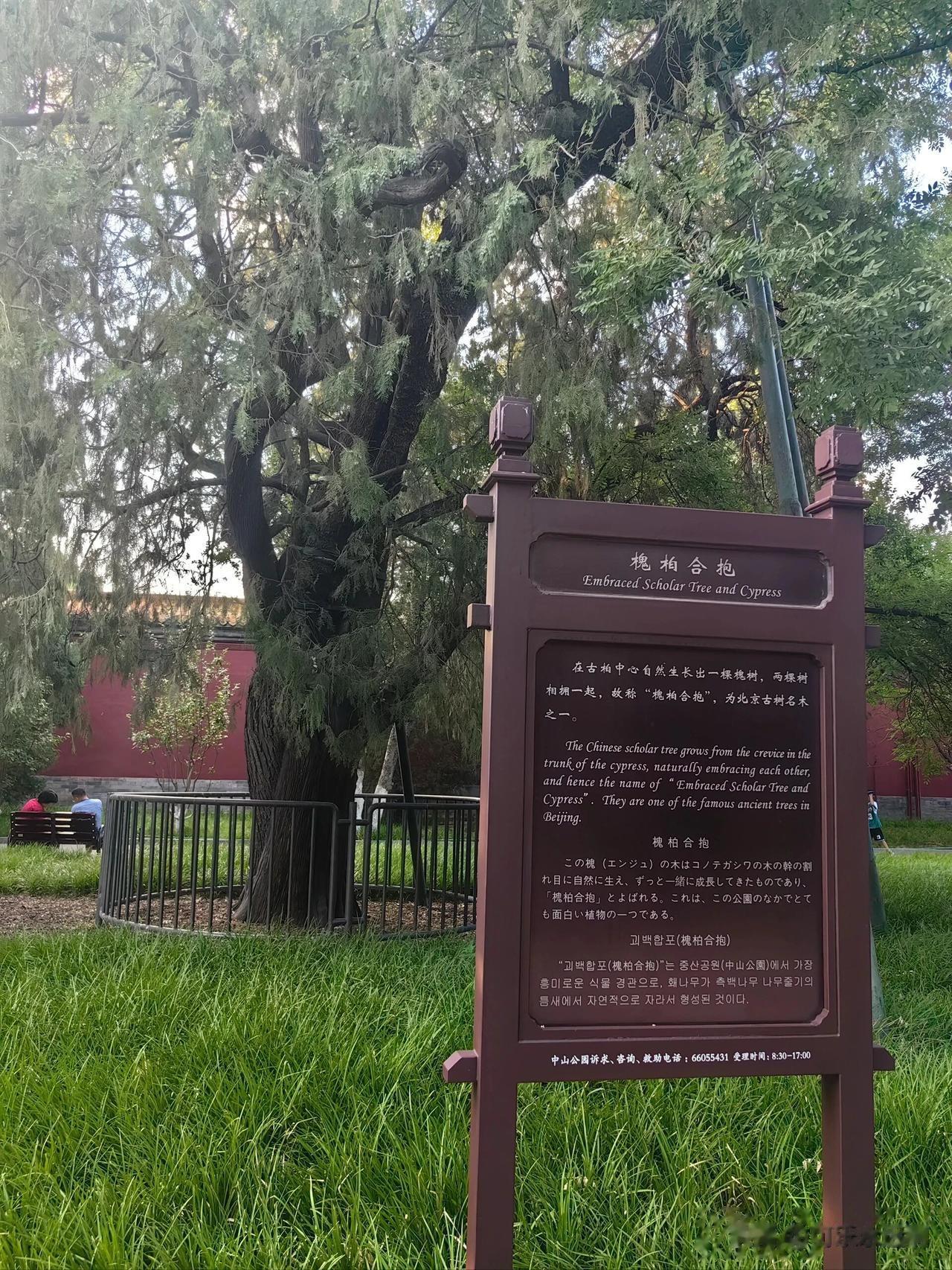 小时记忆中，中山公园是可以开儿童小车，可以美美拍照的一个公园。
历经变迁，不变的