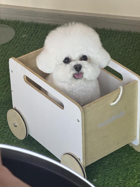 模特小狗的一天
