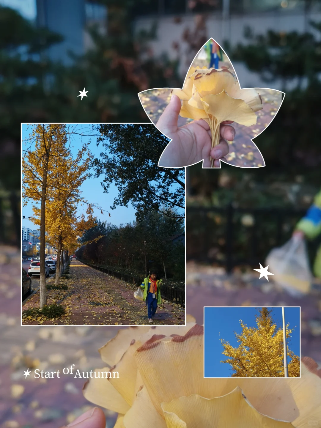 这个秋天的银杏树也金灿灿的