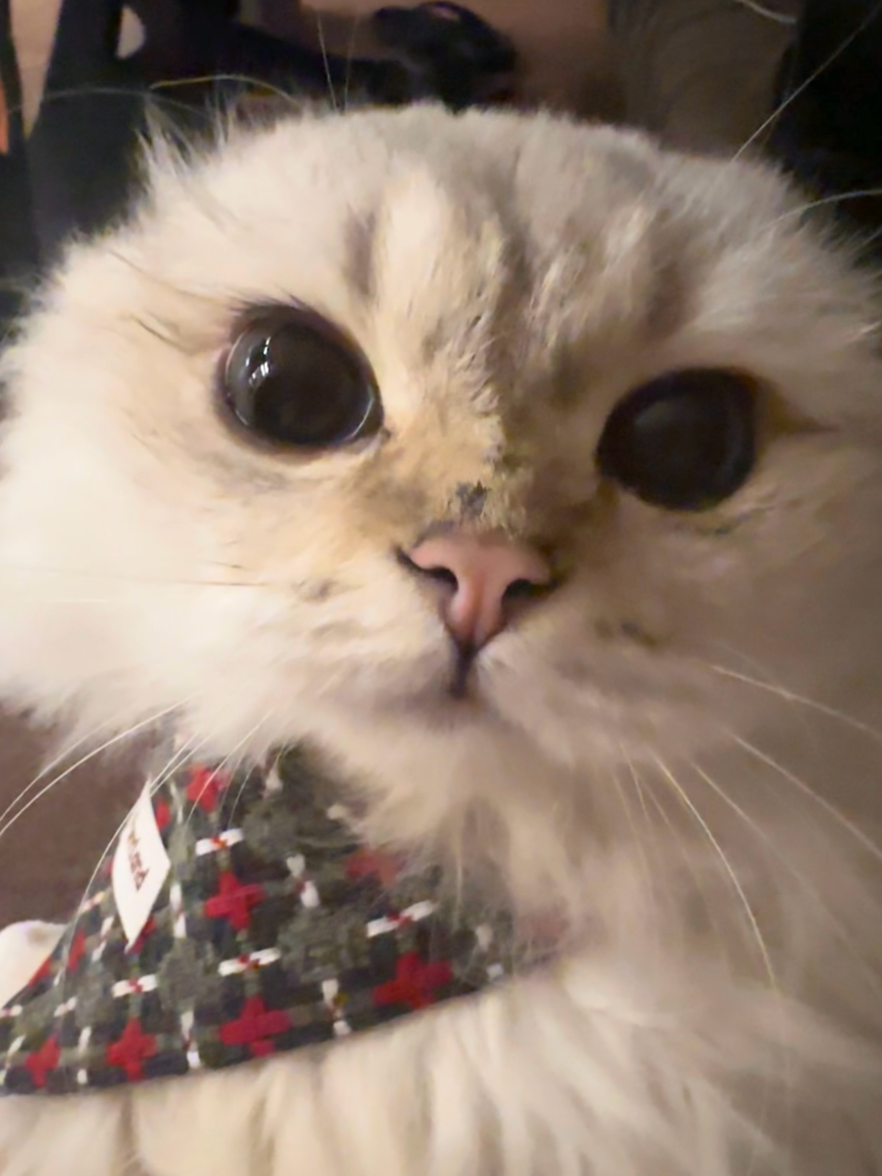 妈妈给我买的新新口水巾🎄和新玩具