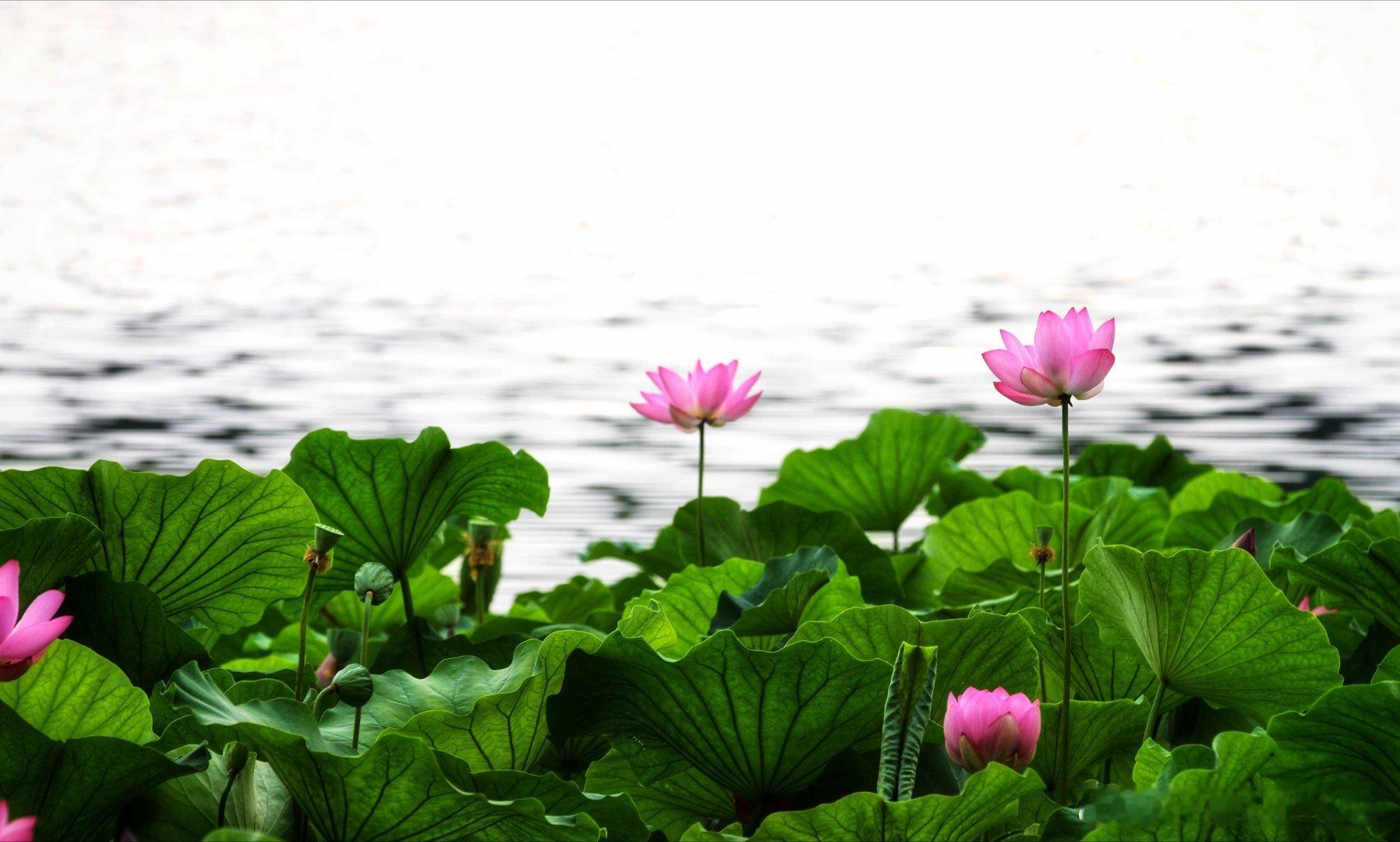 北京西海湿地公园荷花开2024.6.29摄影​​​