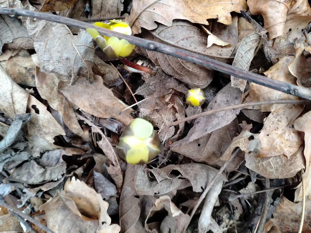 与痛风斗争的历程199
 
   早上醒来，浑身关节基本都还算安稳，只是右肩关节