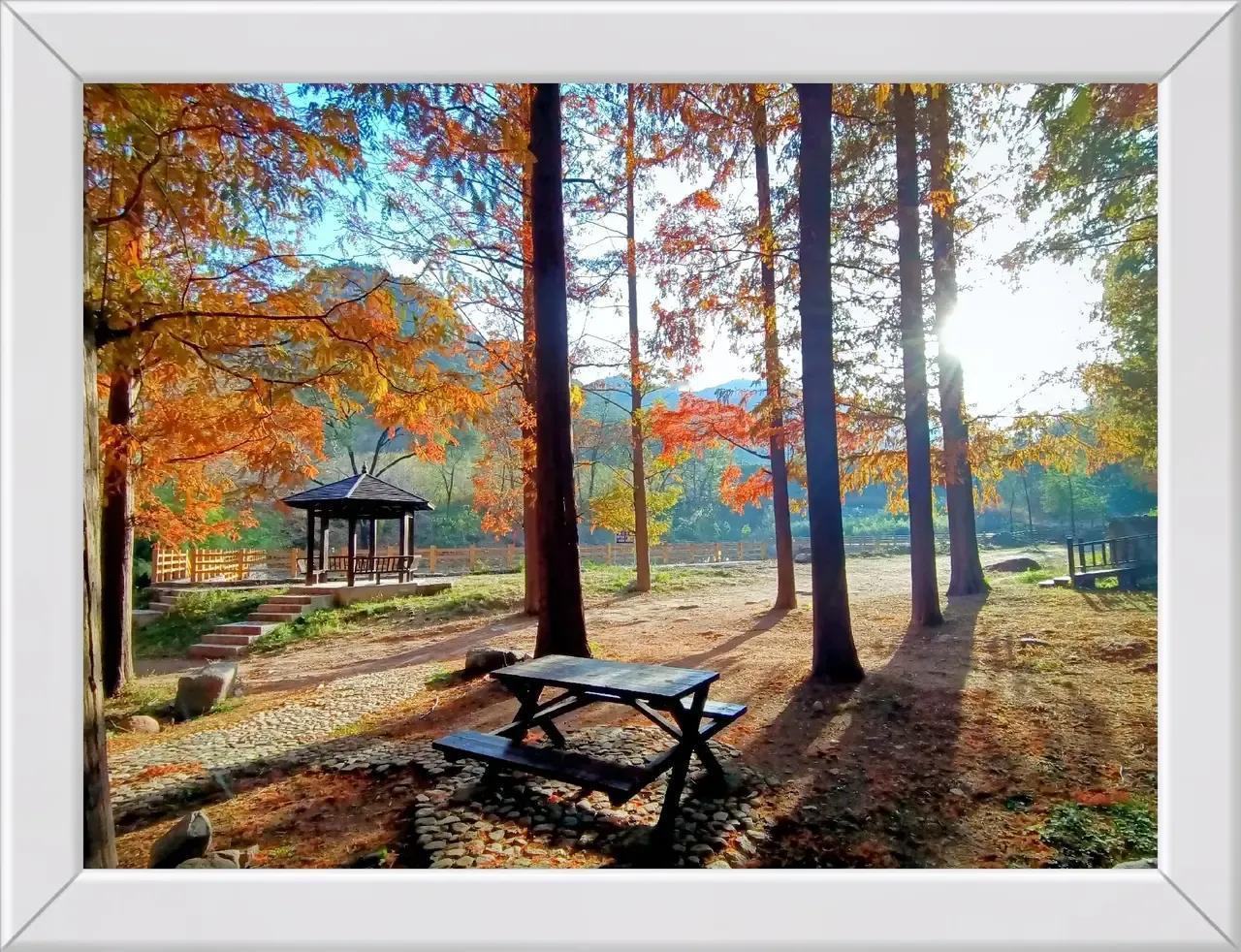 初冬季节，九间棚水杉林五彩缤纷美景如画
    初冬的平邑，在九间棚景区，有着令