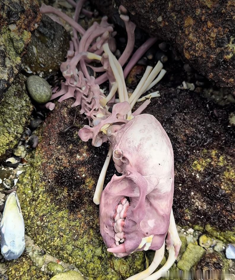 海獭的骨头为什么是紫色的？2026年5月，海洋科学传播者和自然保护主义者莫莉·菲