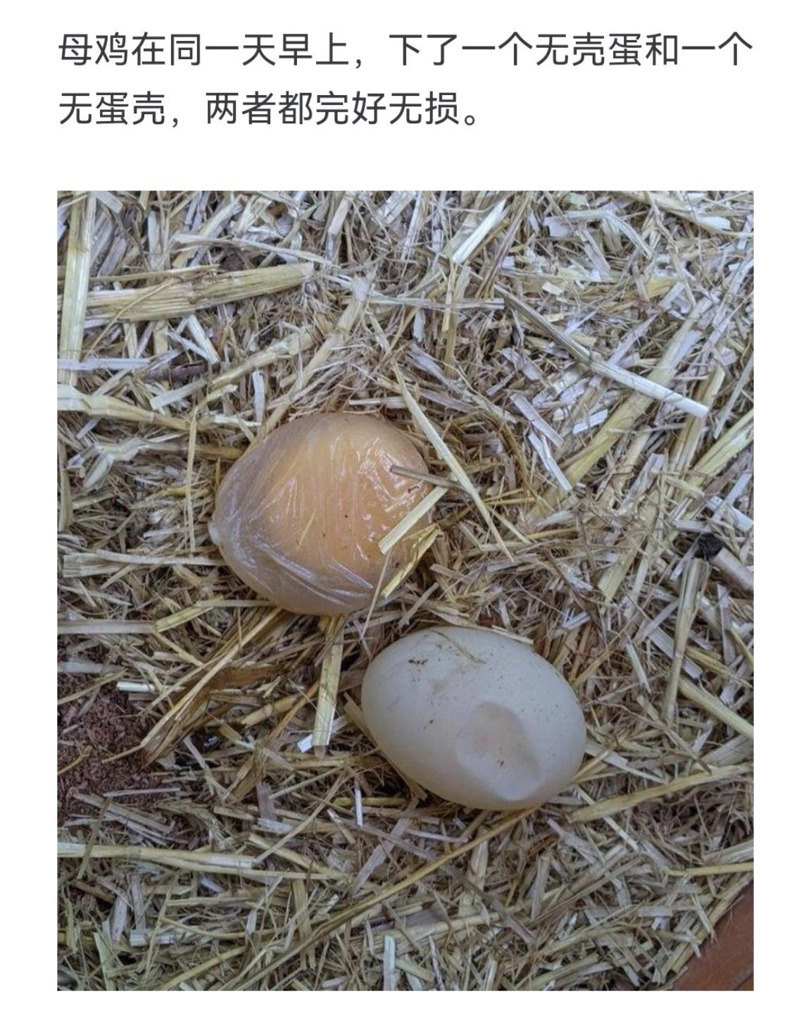 母鸡在同一天早上，下了一个无壳蛋和一个两者都完好无损