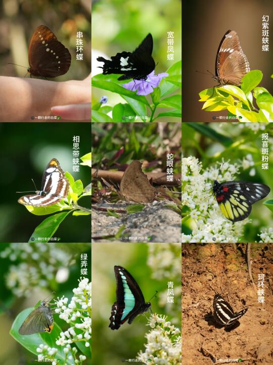 3月在深圳拍的9种蝴蝶