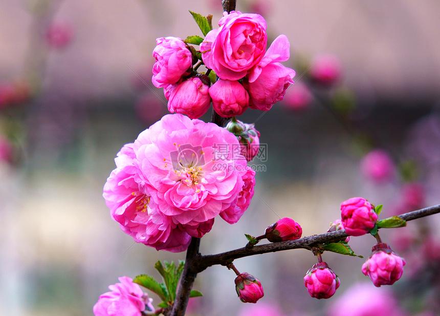 相册里的花花草草