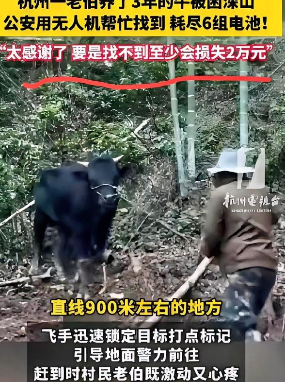 “太让人心疼了!”5月3日环球网报道,杭州建德一头1300斤的大黄牛在深山失踪2