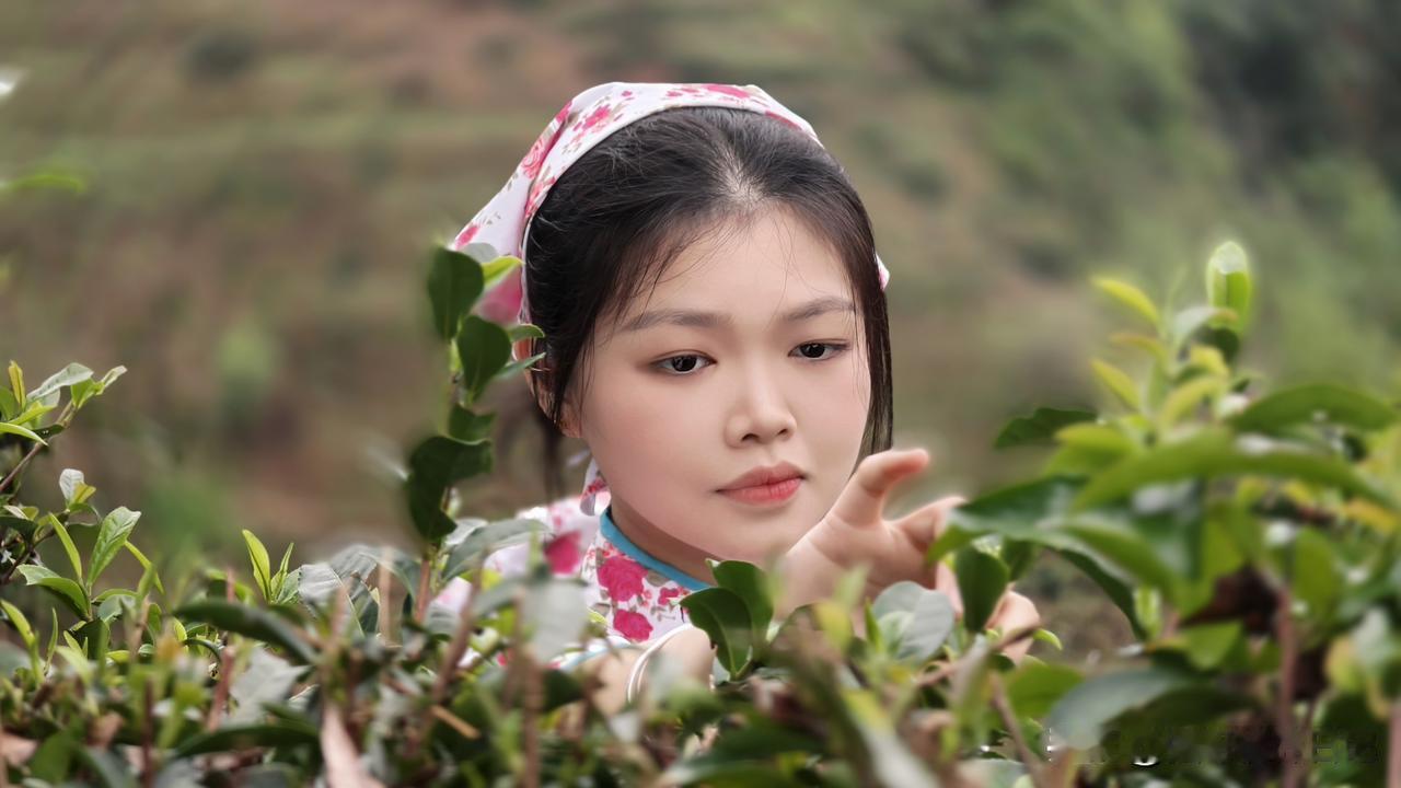 广西梧州苍梧县六堡茶，今天开茶节！这不是一场简单的采摘，而是一次对天地的敬畏，对