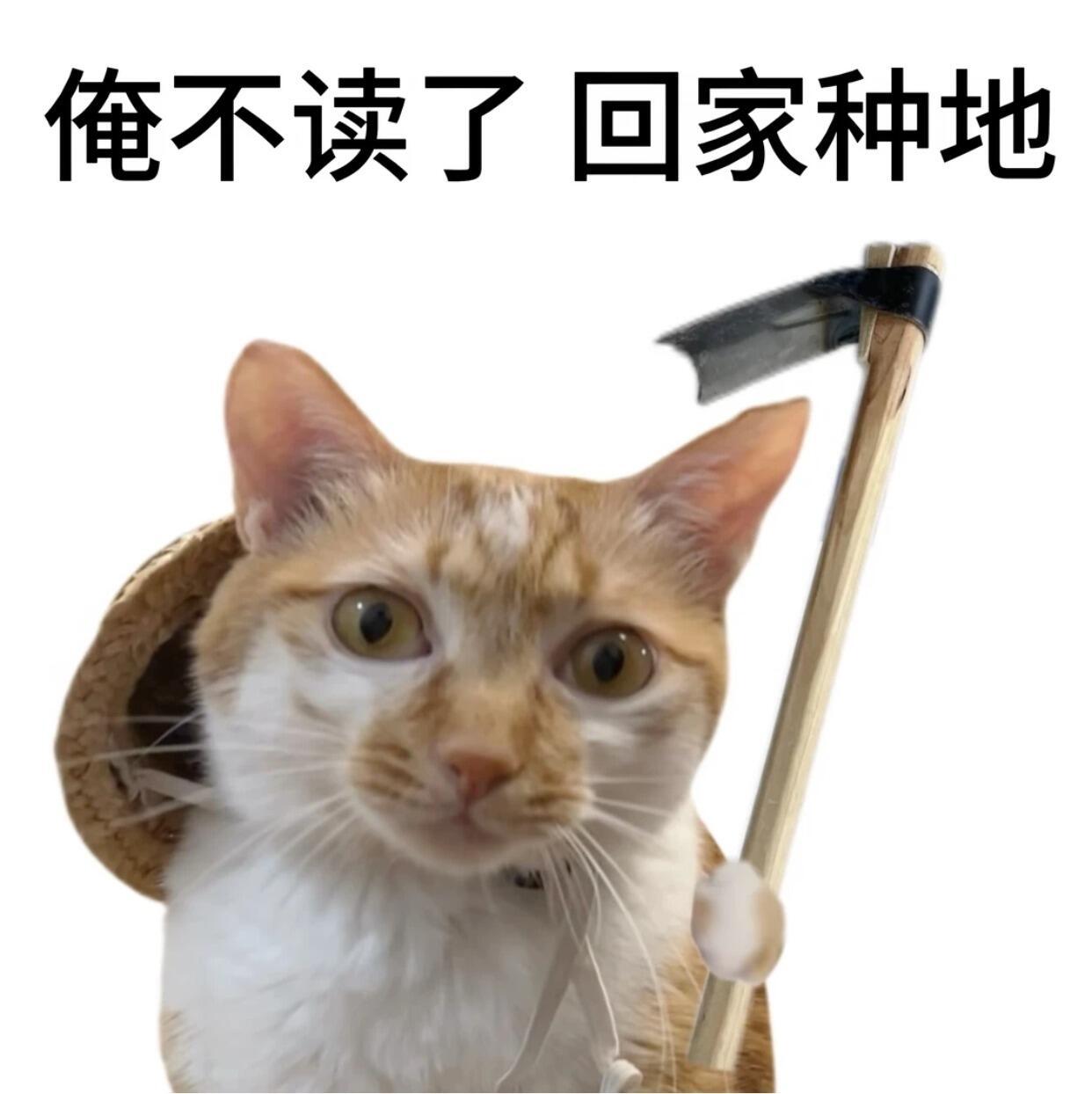研究生拒绝表情包生活趣事狂想曲暑假冲浪计划 ​​​