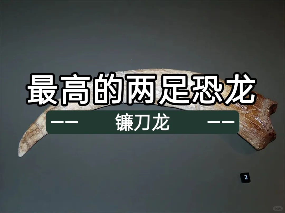 最高的两足恐龙