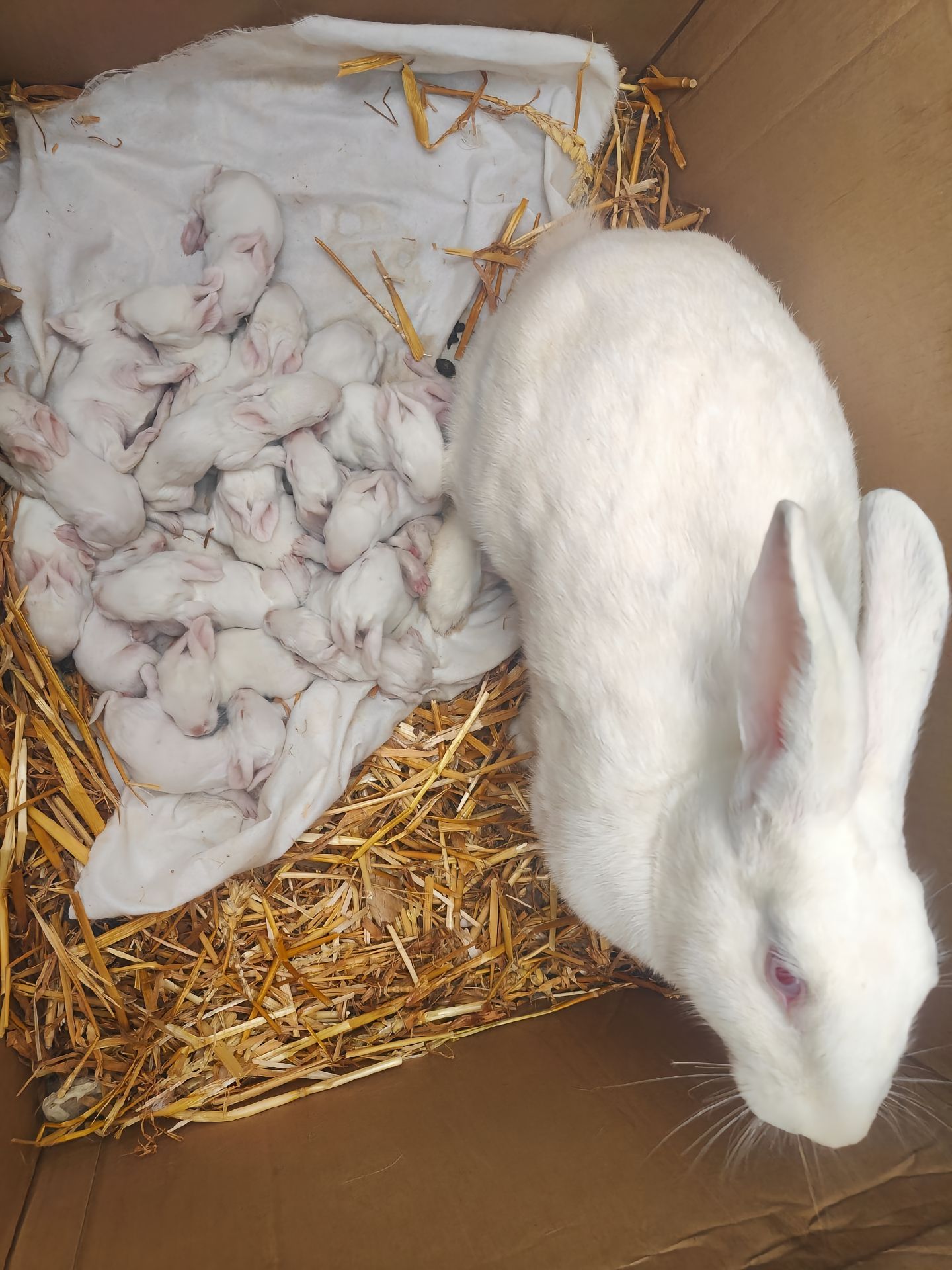 这兔子生孩子跟下饺子似的 