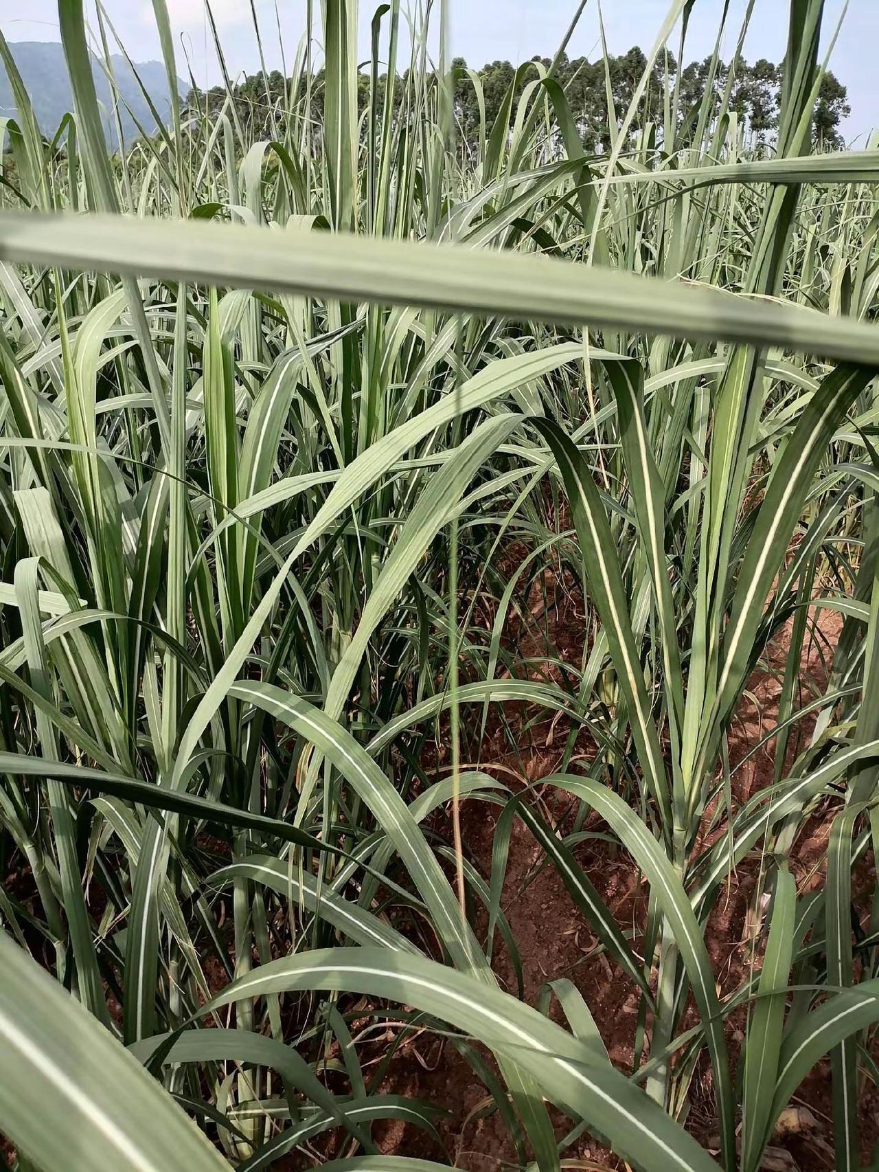 记录甘蔗生长 农业种植-甘蔗 绿油油的甘蔗田 甘蔗田 甘蔗地实拍