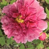 昨天去洛阳看牡丹我又整了一个乌龙，不得不服老了，都有点讨厌现在的自己。

从18