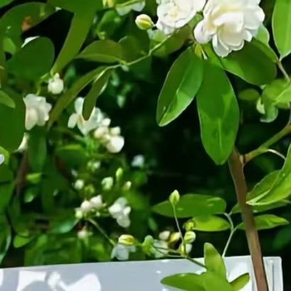 阳光信用 ☘️阳光信用 🍀每日一善 信任，是冬日的一缕阳光，使饥寒交迫的人感到