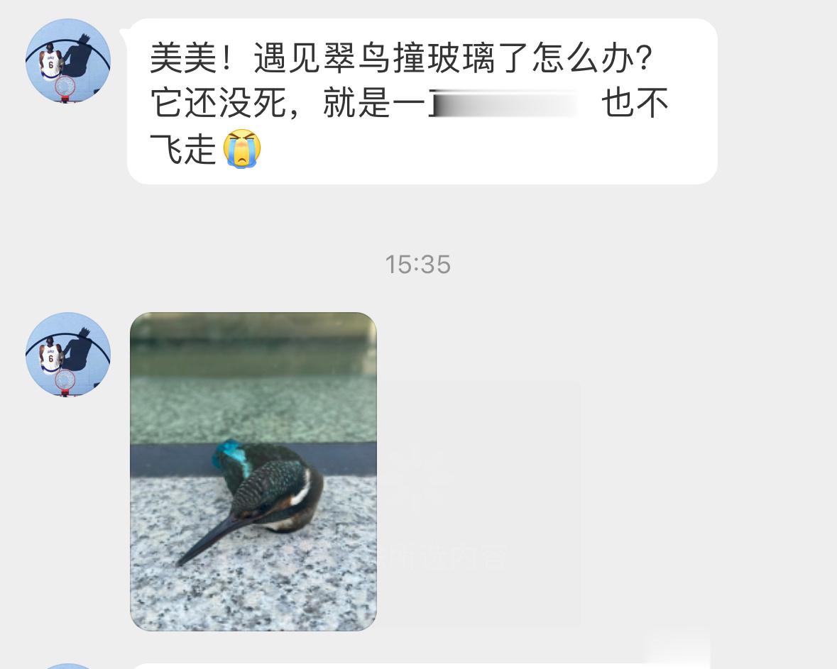 #鸟粉投稿# 撞玻璃的翠鸟遇到危险时它们就会扭动脖子迷惑敌人，然后伺机溜走让它在