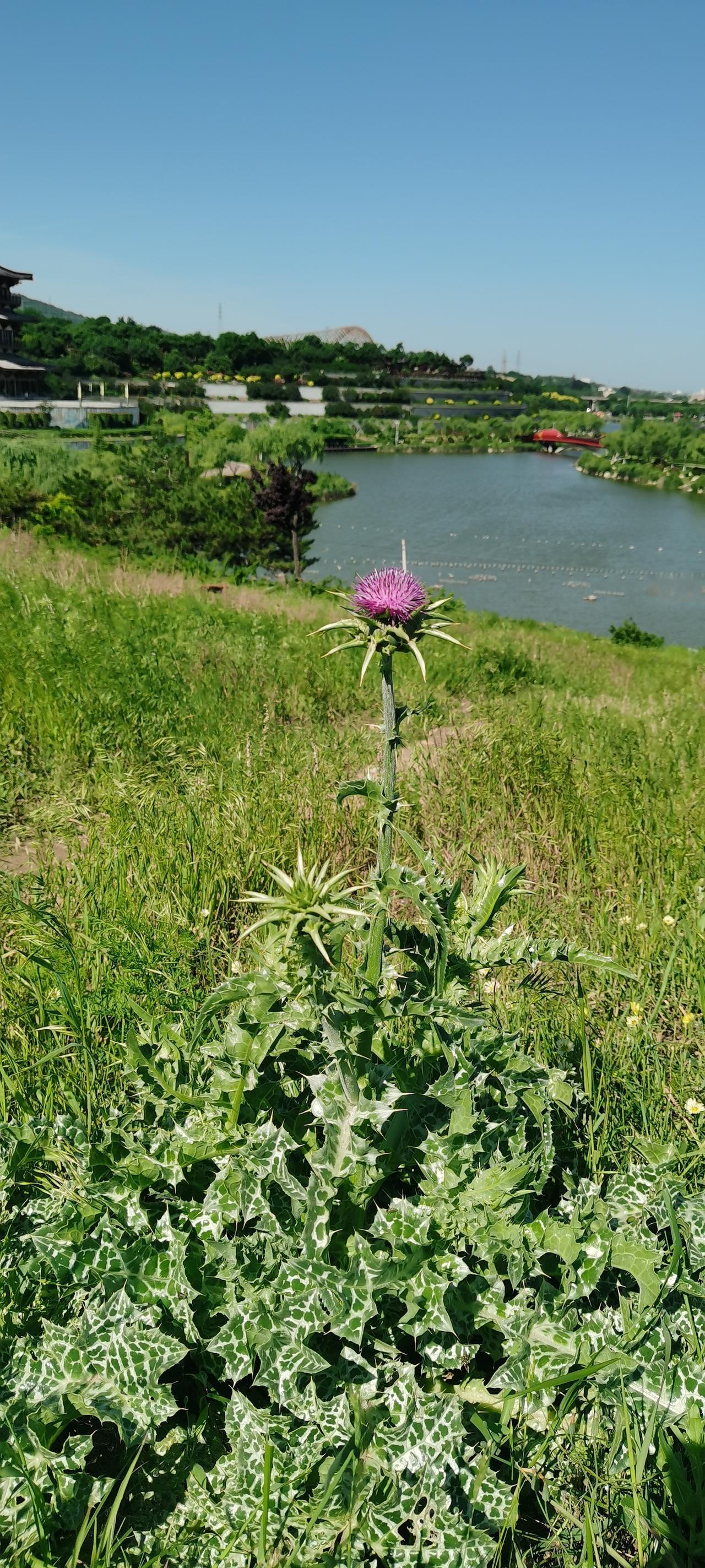 相册里的花花草草