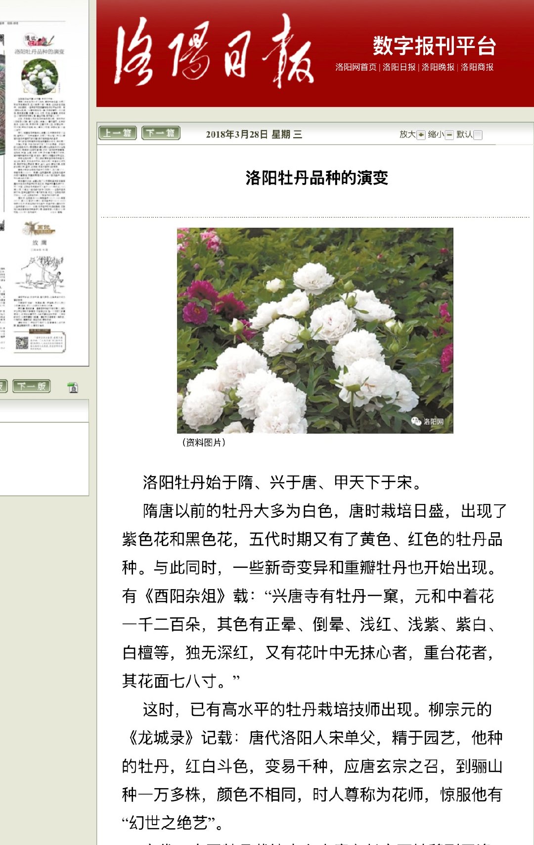 查了一下资料，能知晓唐代牡丹的大致花色：其色有正晕、倒晕、浅红、浅紫、深紫、黄白
