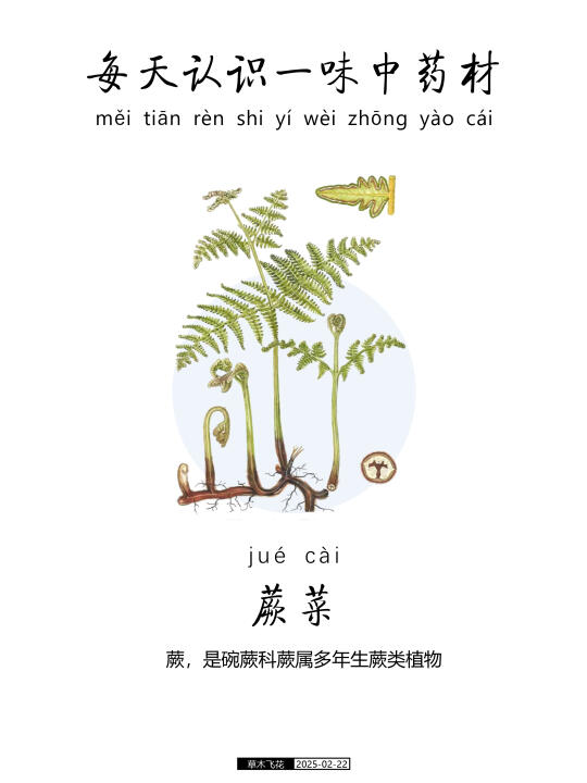 没想到吧，它也是一种中药材！蕨菜🍀