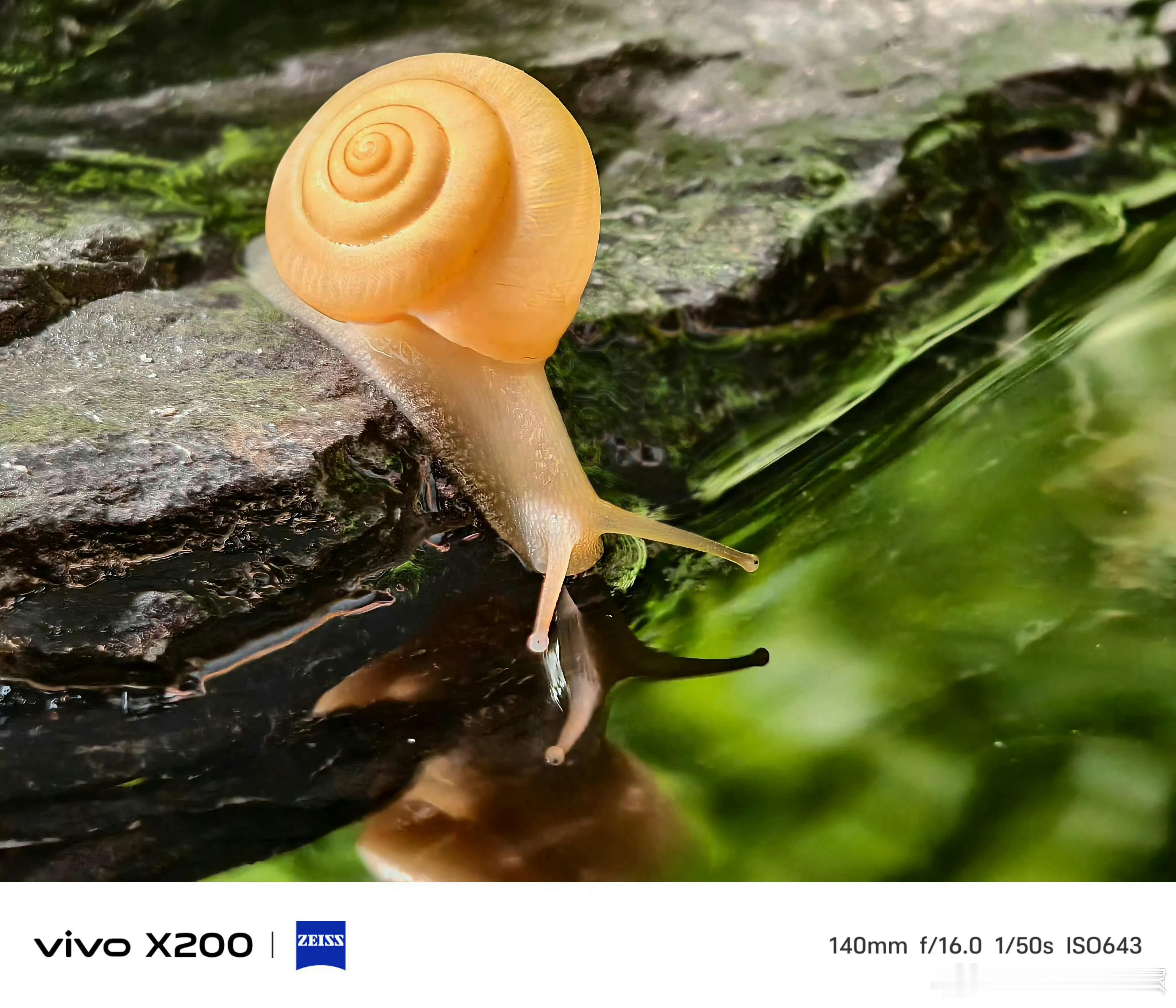 来看看vivo X200标准版6X长焦微距样张，这效果是不是有点牛，估计后天在深