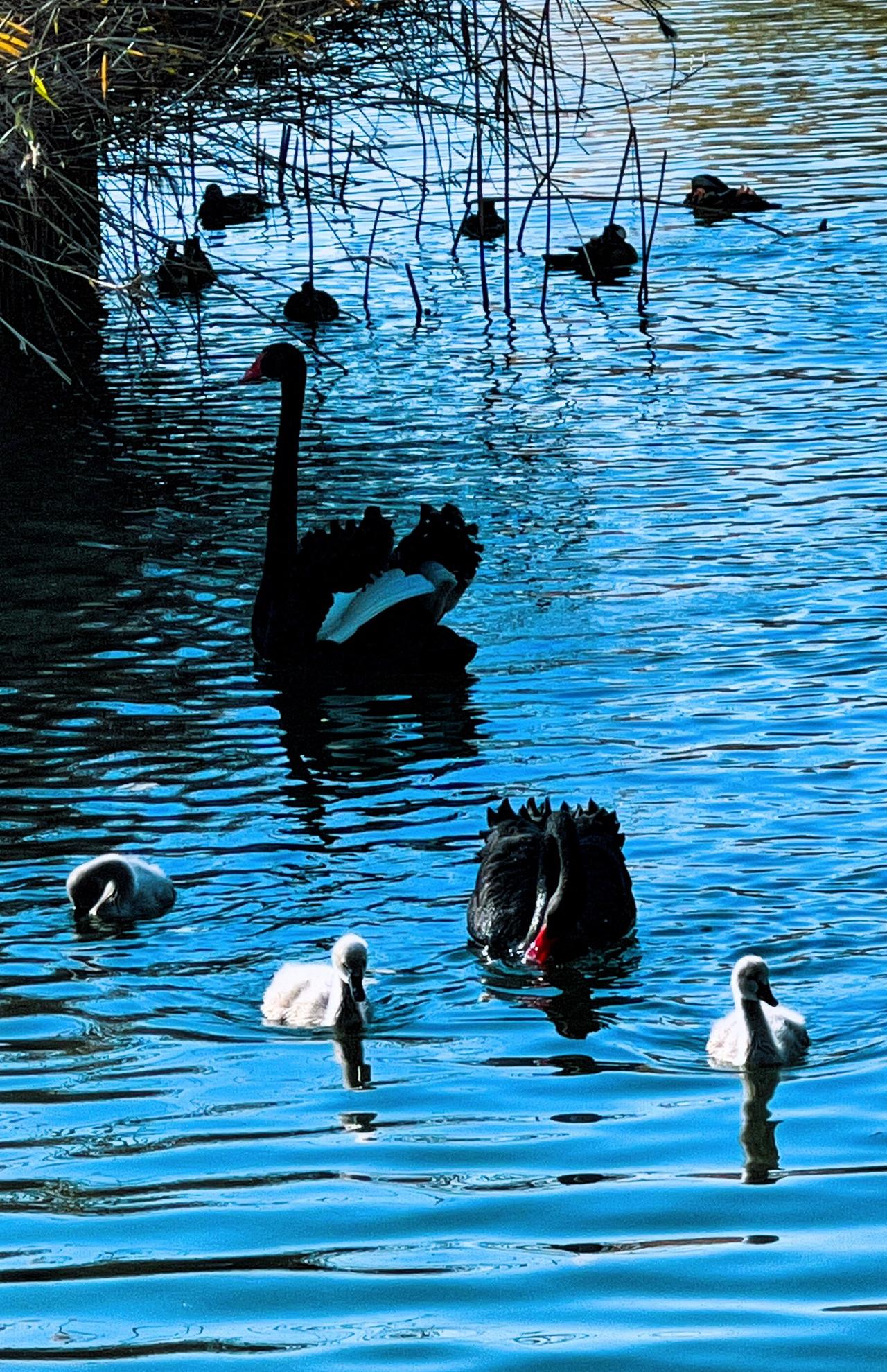 【原创】北京朝阳公园风光掠影：湖面波光粼粼，黑天鹅一家快乐游玩，优雅的游弋，静谧