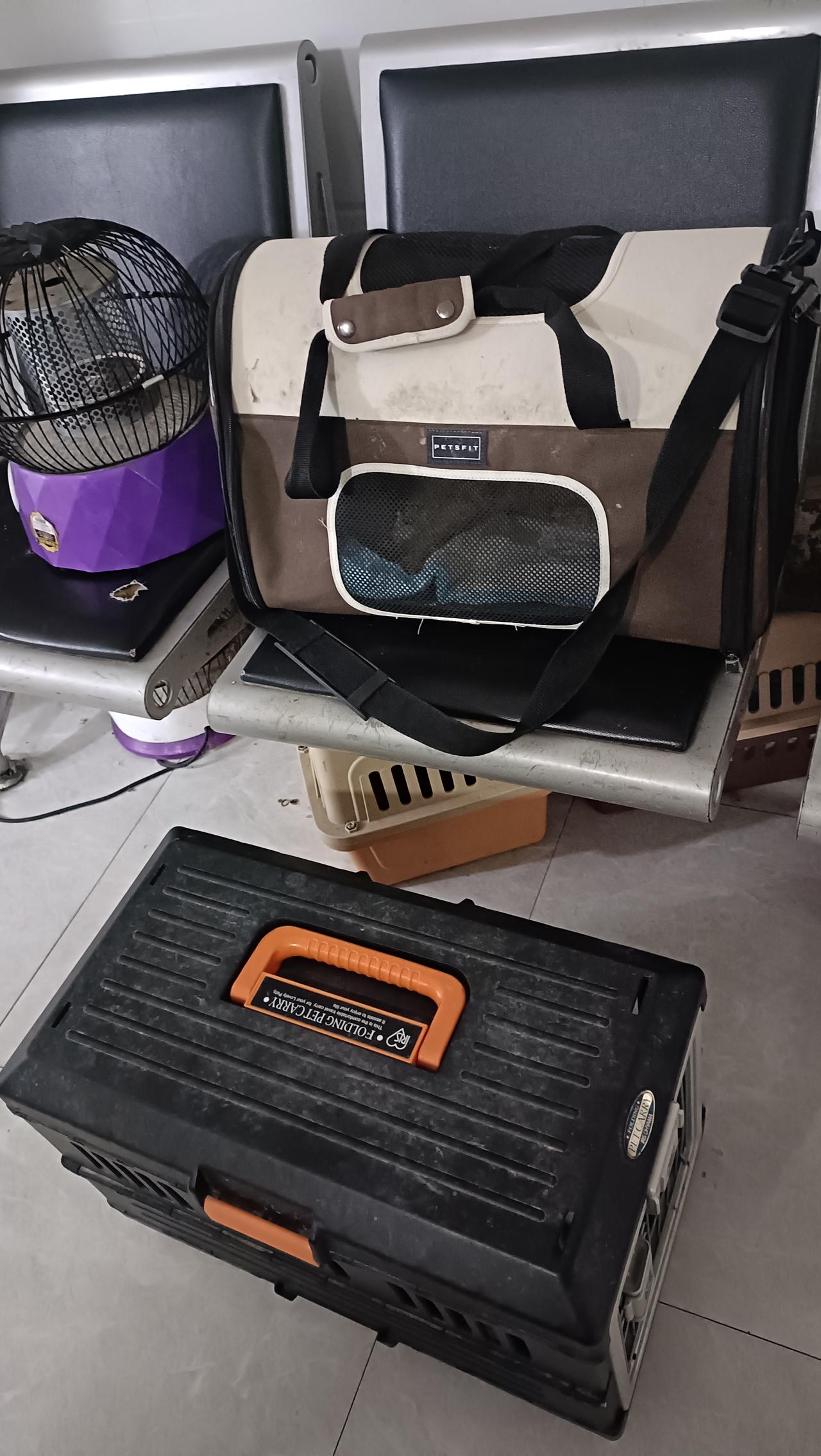 今天上午带另外两只小公猫做绝育，还好它俩没有被蜱虫叮咬，手术很顺利，花费200元