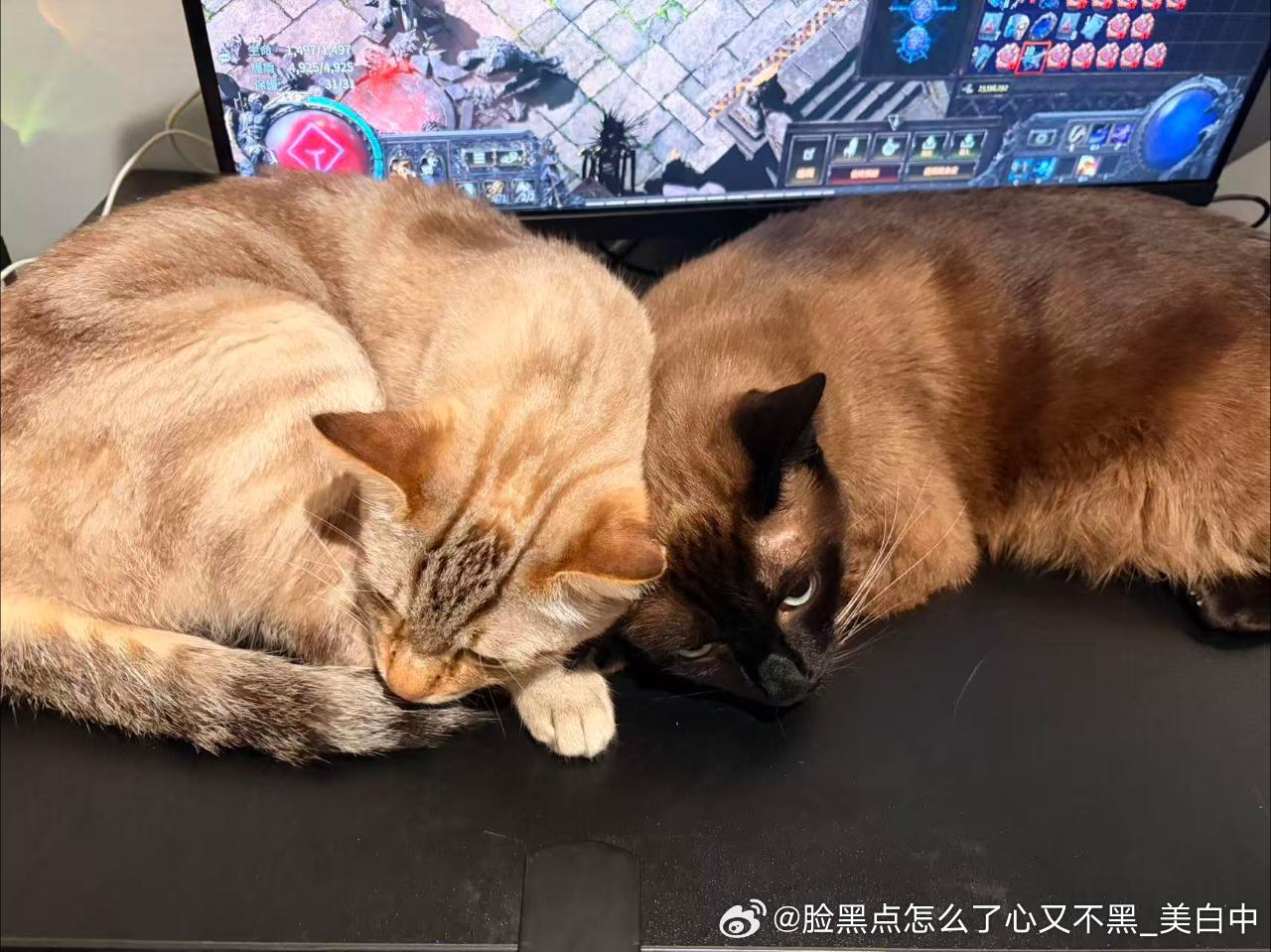 晚安逼罗