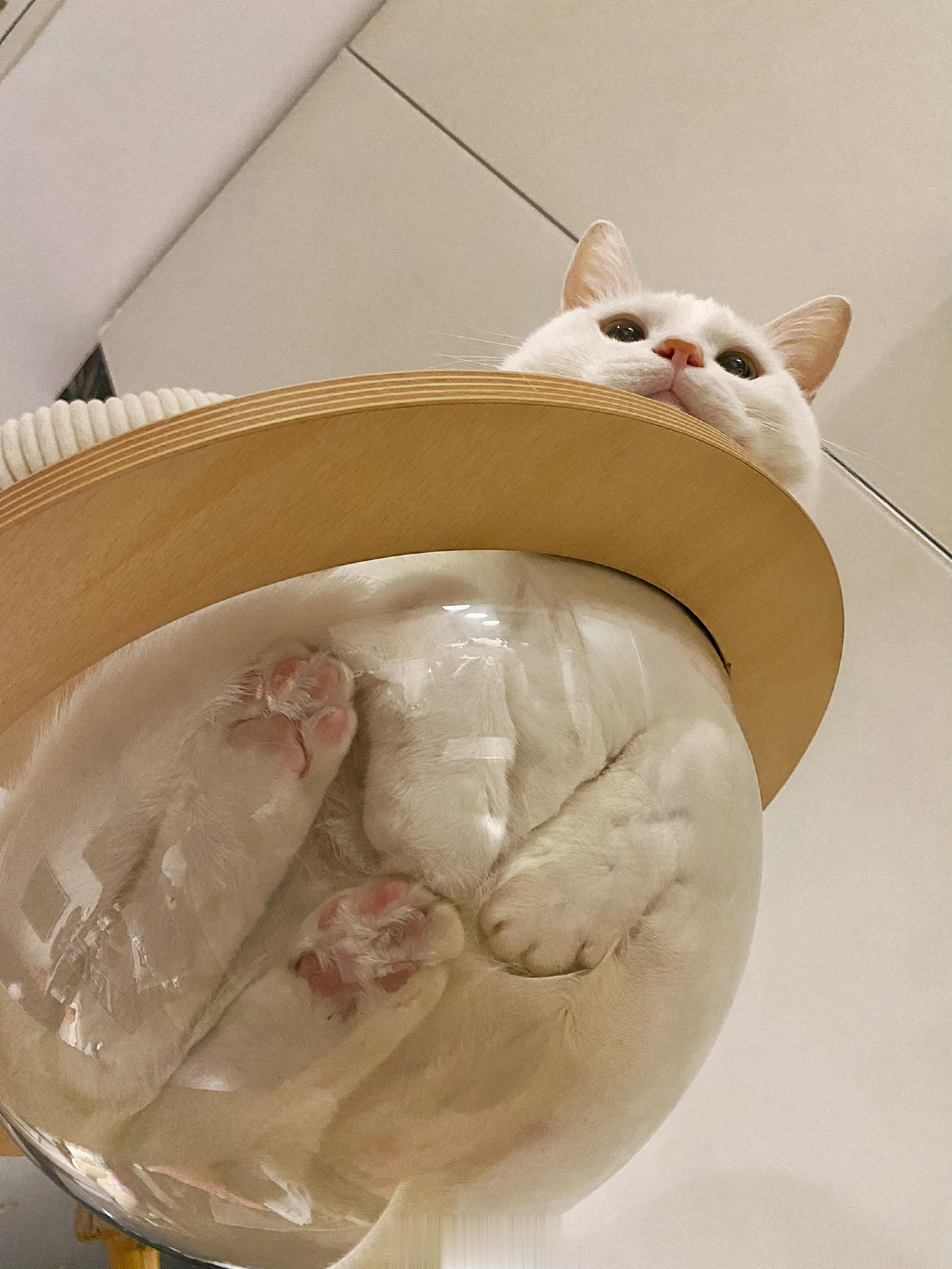 [允悲]他怎么又肥了！是不是我体重秤坏了[允悲]16J+……所以鼻子上一点橘，其