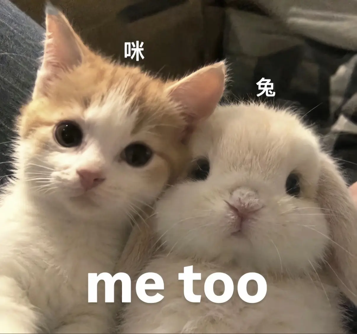 me to ₌᳐･֊･₌᳐੭。