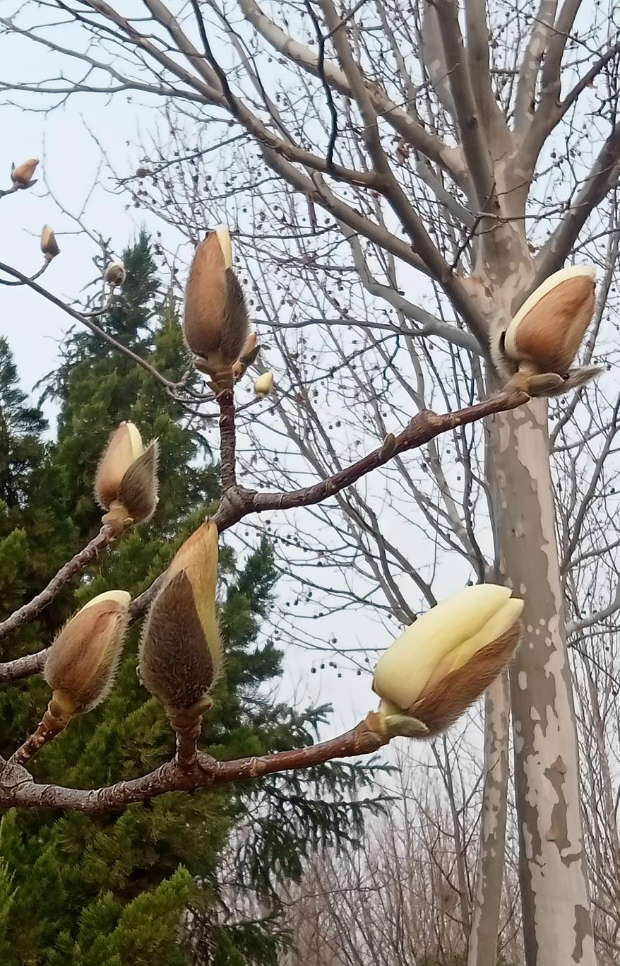 济南周边的玉兰花，由于品种的原因，有的花谢了、有的还含苞待放。