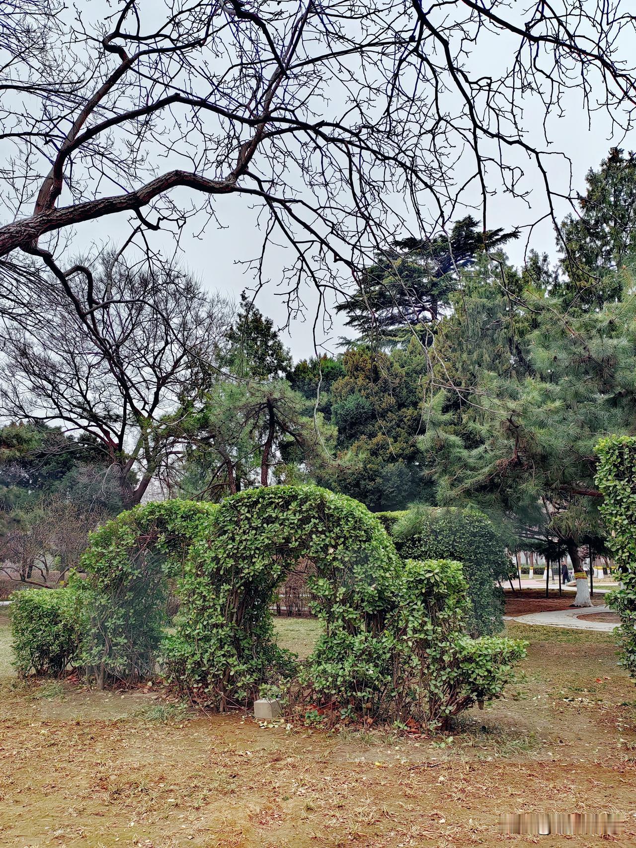 阳春三月风光好，
长安公园美如画。

绿色植物造型好，
美景美轮又美奂。