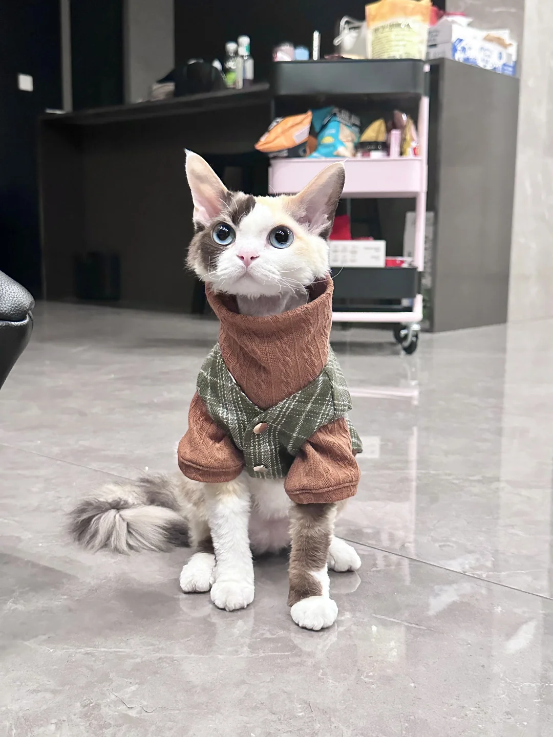 谁说小猫没脖子啊！