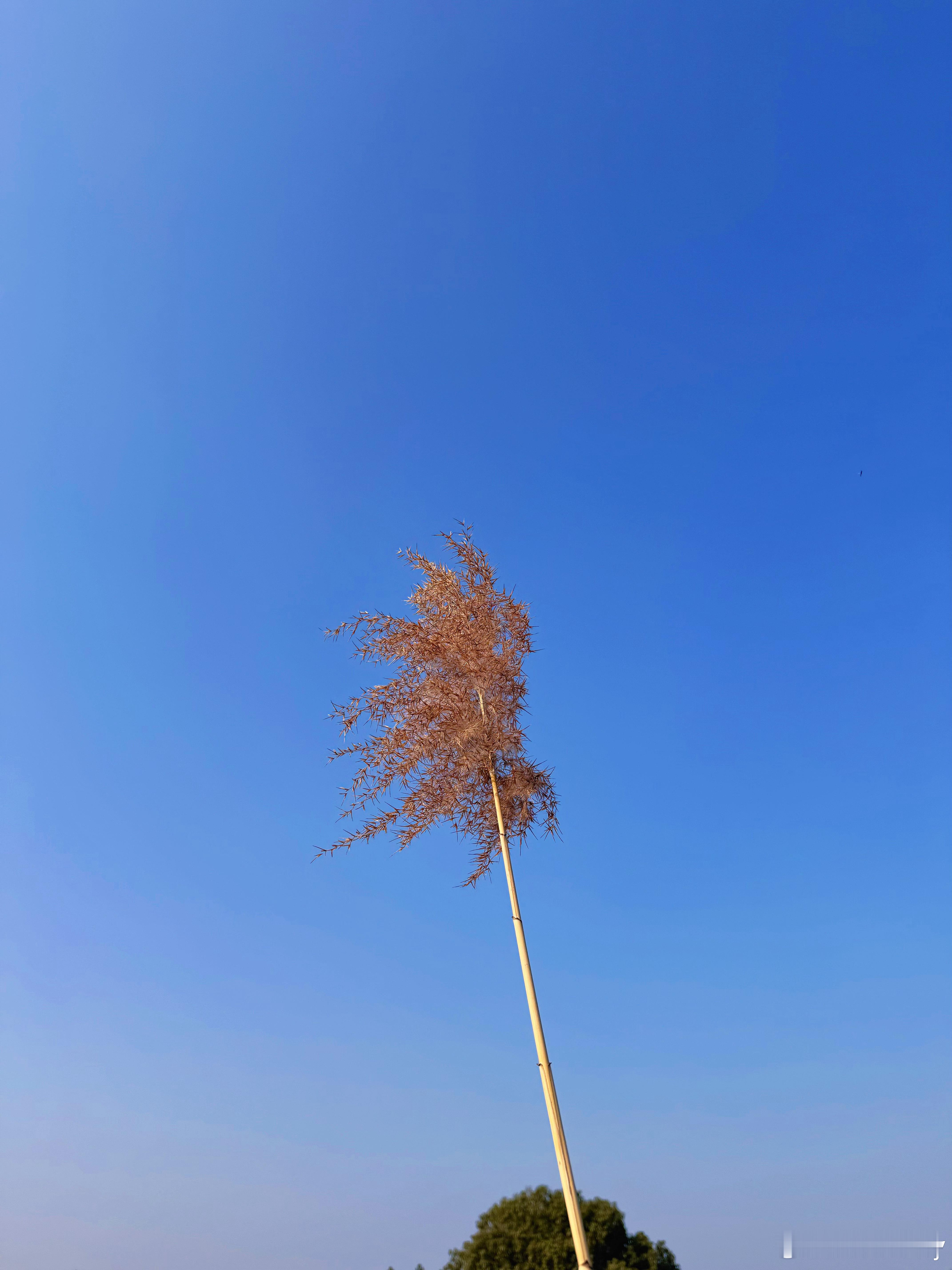 阳光正好  下乡放风  不远处一片芦苇荡随风飞扬默默地看了几分钟  不曾想动手之