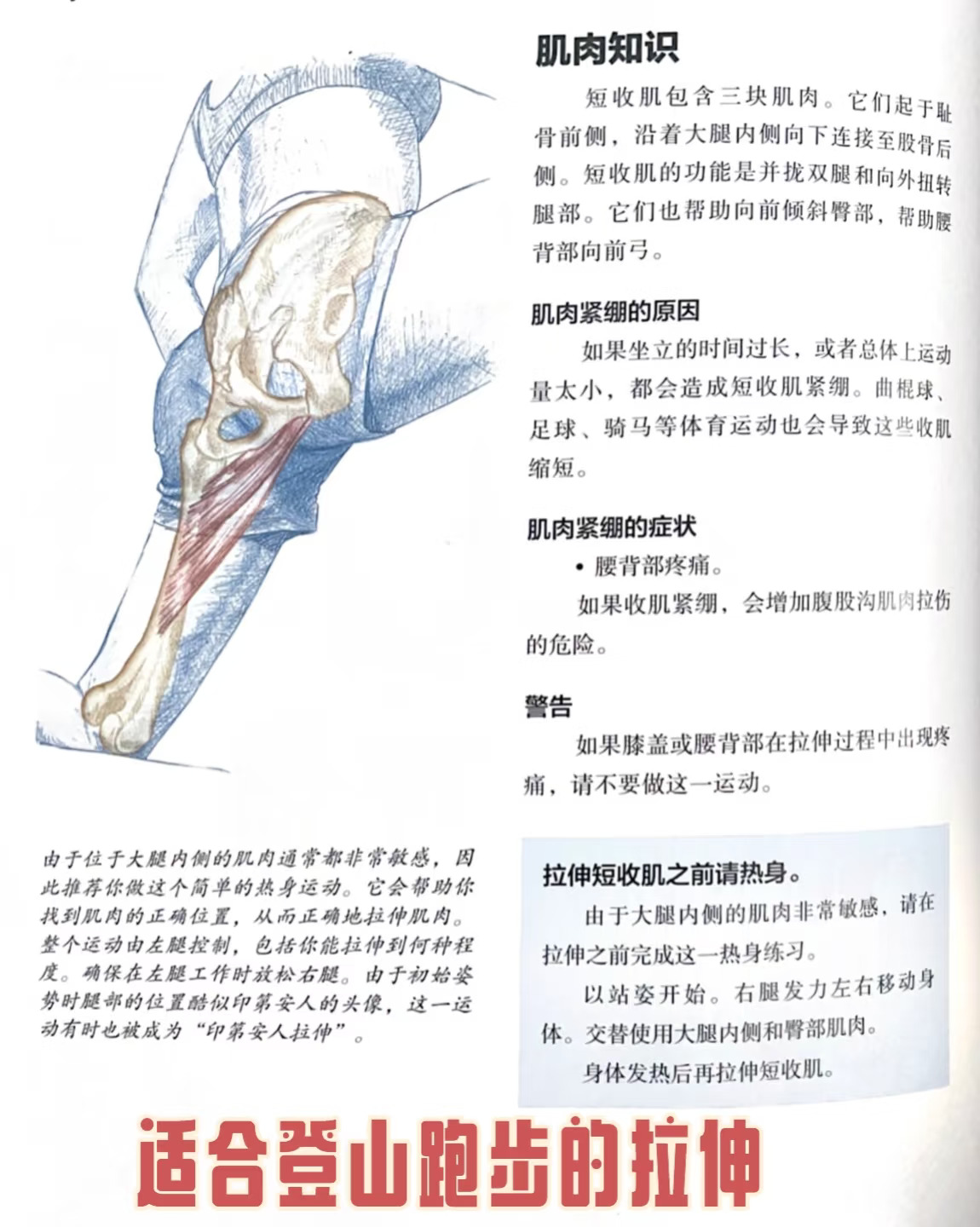 拯救腰背痛❗ 短收肌拉伸大法