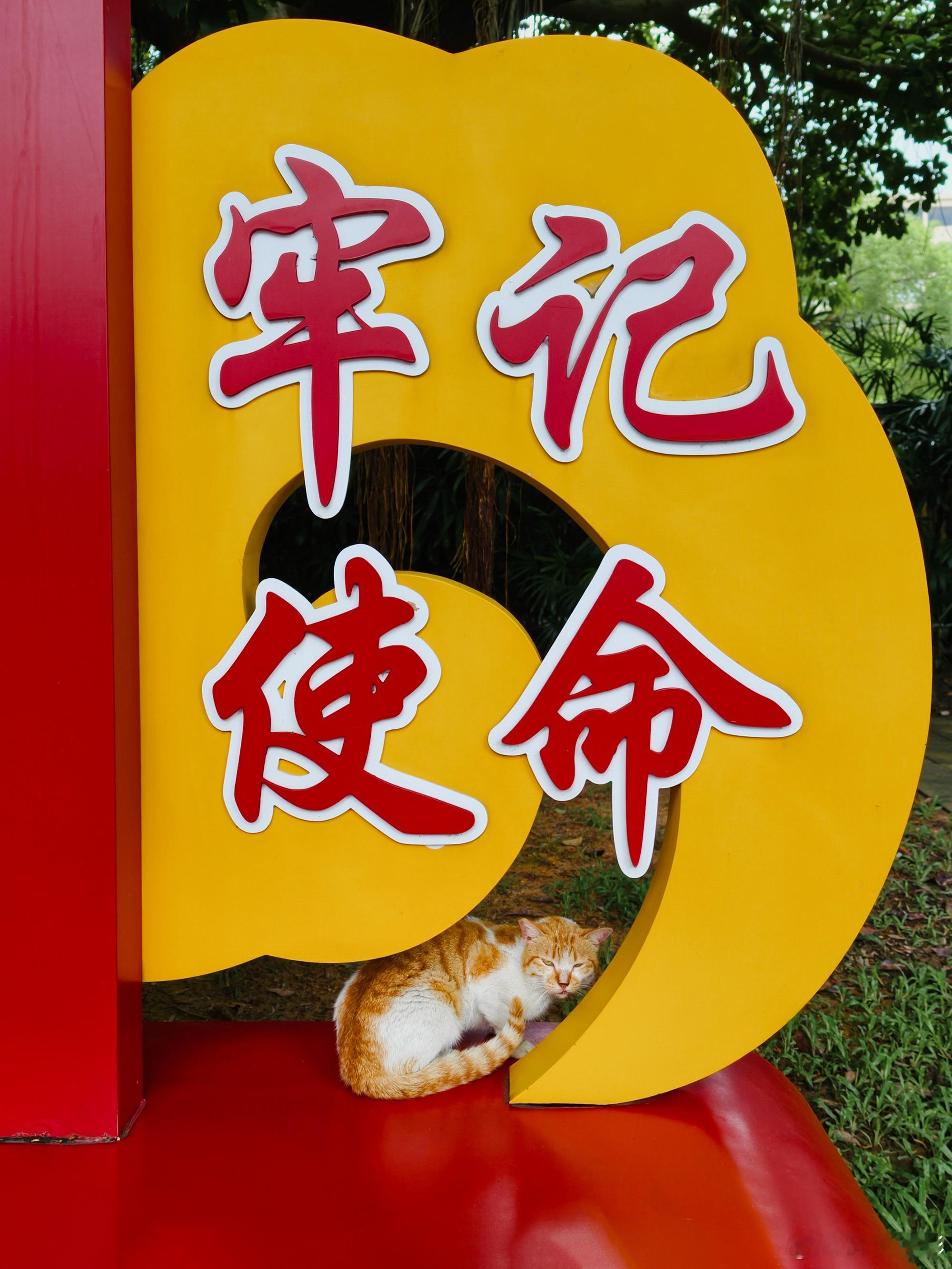 昨日八一逛流花湖的快乐到货啦！记录到黑水鸡家族带着幼崽在睡莲丛间觅食活动，园区生