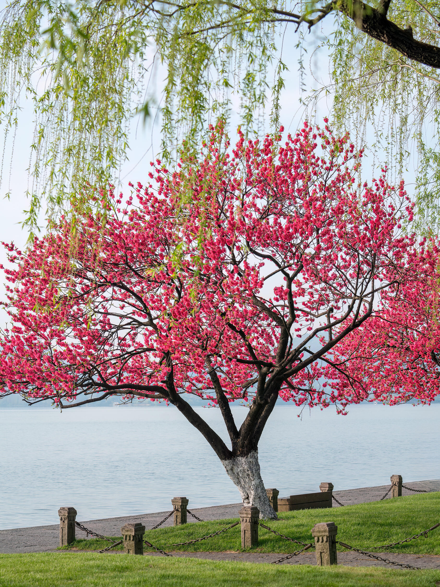 白堤的桃红柳绿具象化了杭州西湖｜白堤的桃红柳绿具象化了！！ 