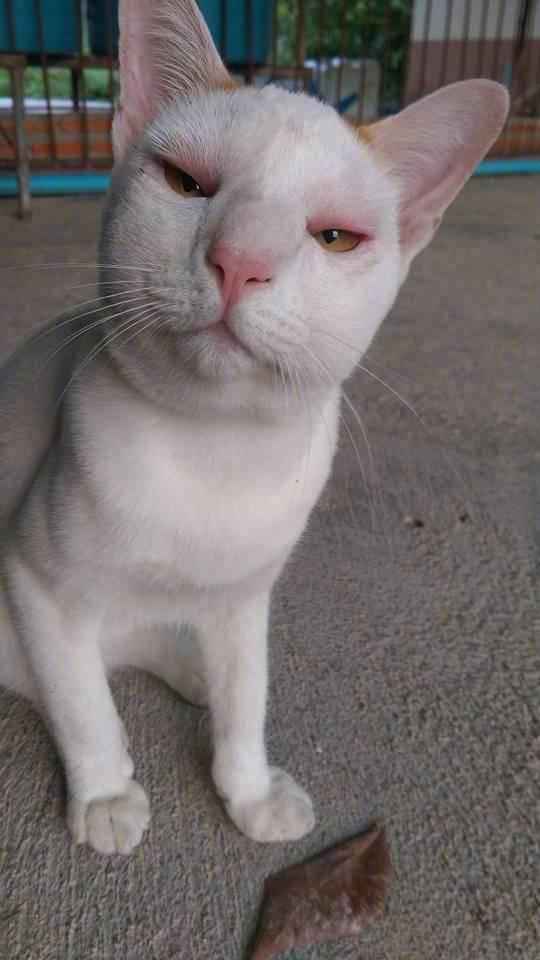 蜜蜂不好玩吧！