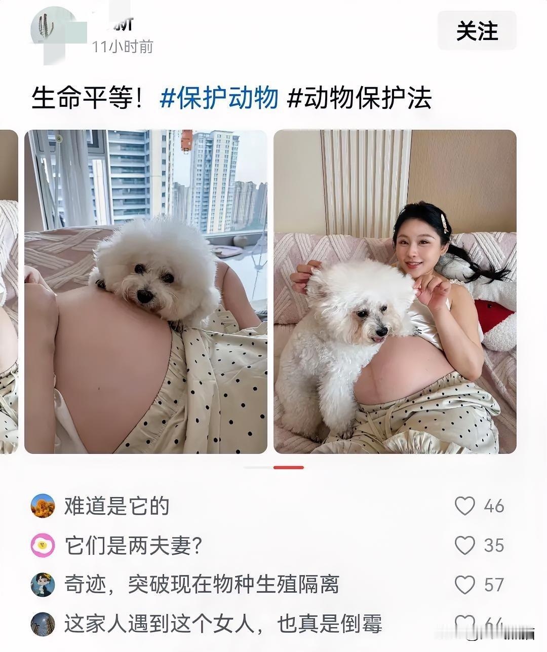 刷到一条视频，一个女生怀着孕，还让自家狗狗直接趴在自己肚子上，还喊出生命平等，说