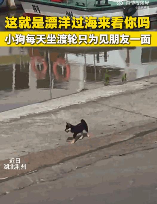 天下之大无奇不有！湖北荆州，一只小黑狗，为了能天天和长江对岸的 “好哥们” 相聚