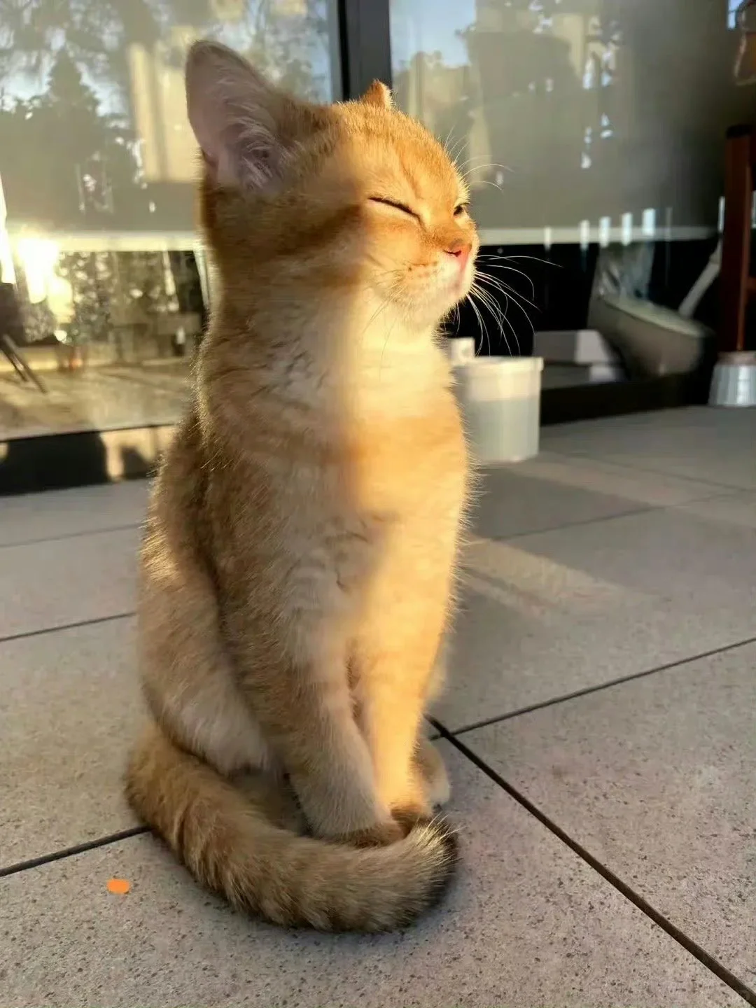 一只正在享受阳光浴的猫咪，真的超级可爱！