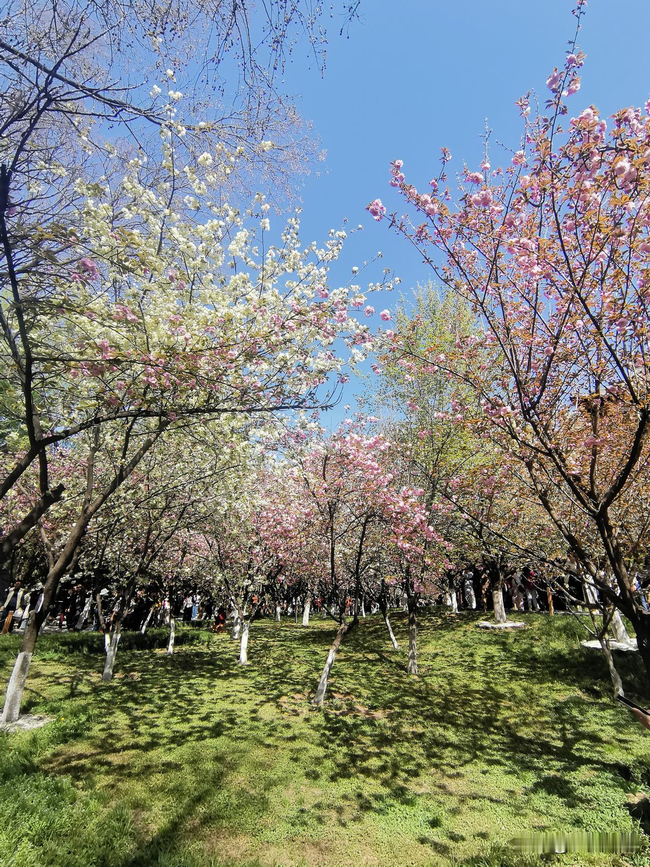 植物，花草树木，能不能像宠物猫狗一样，给人情绪价值？
答案是肯定的，但要看人，看