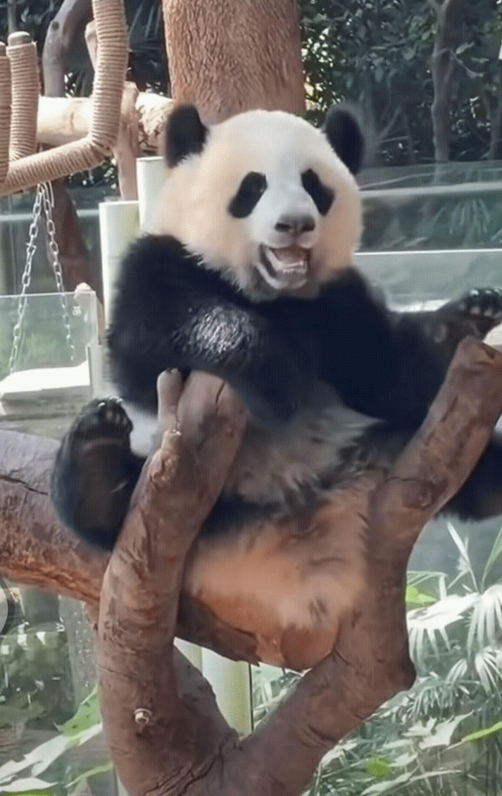 小月亮何事这么高兴呢？月亮公主笑得花枝乱颤，小鸟眼都眯缝成了一条线[笑哭]
小月