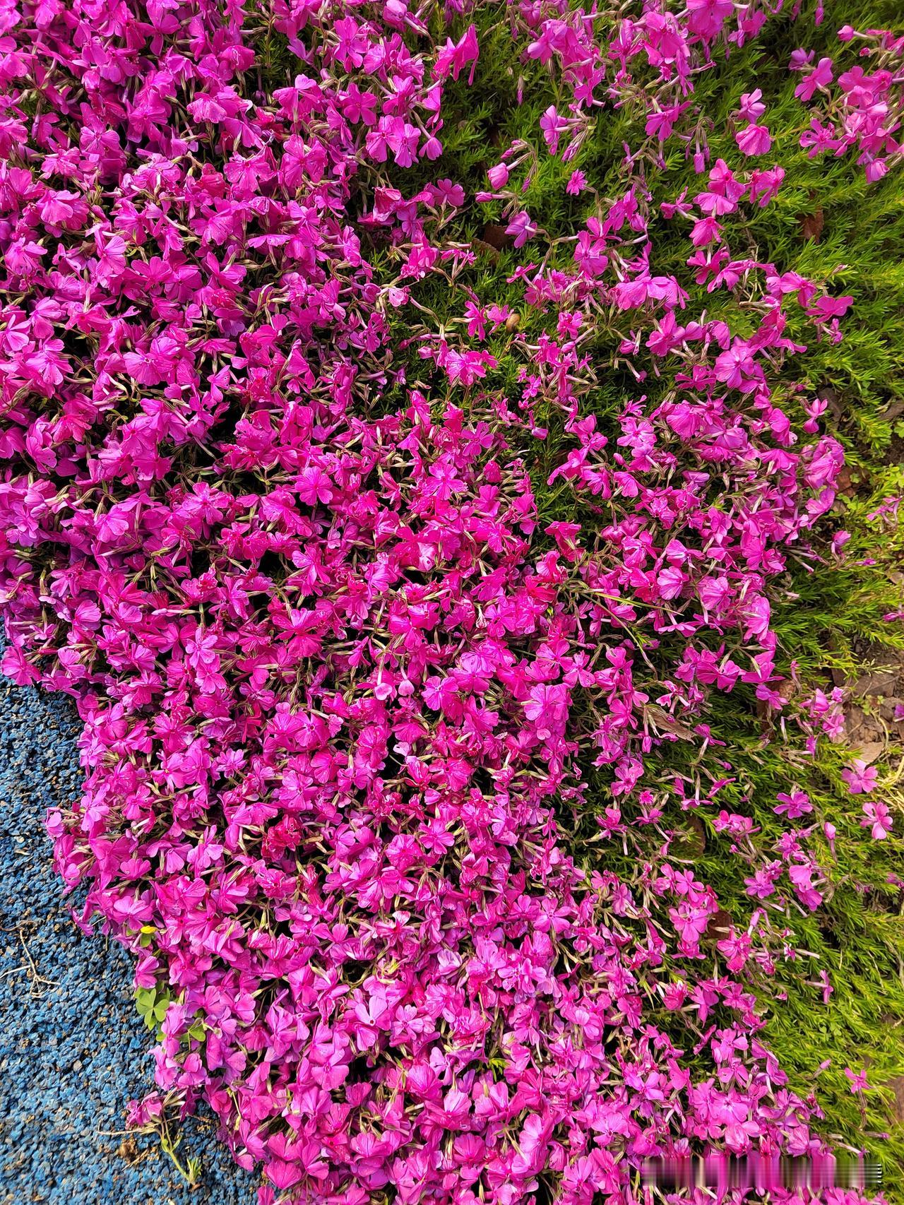 这算不算漂亮花朵？早上上班途中拍到的。