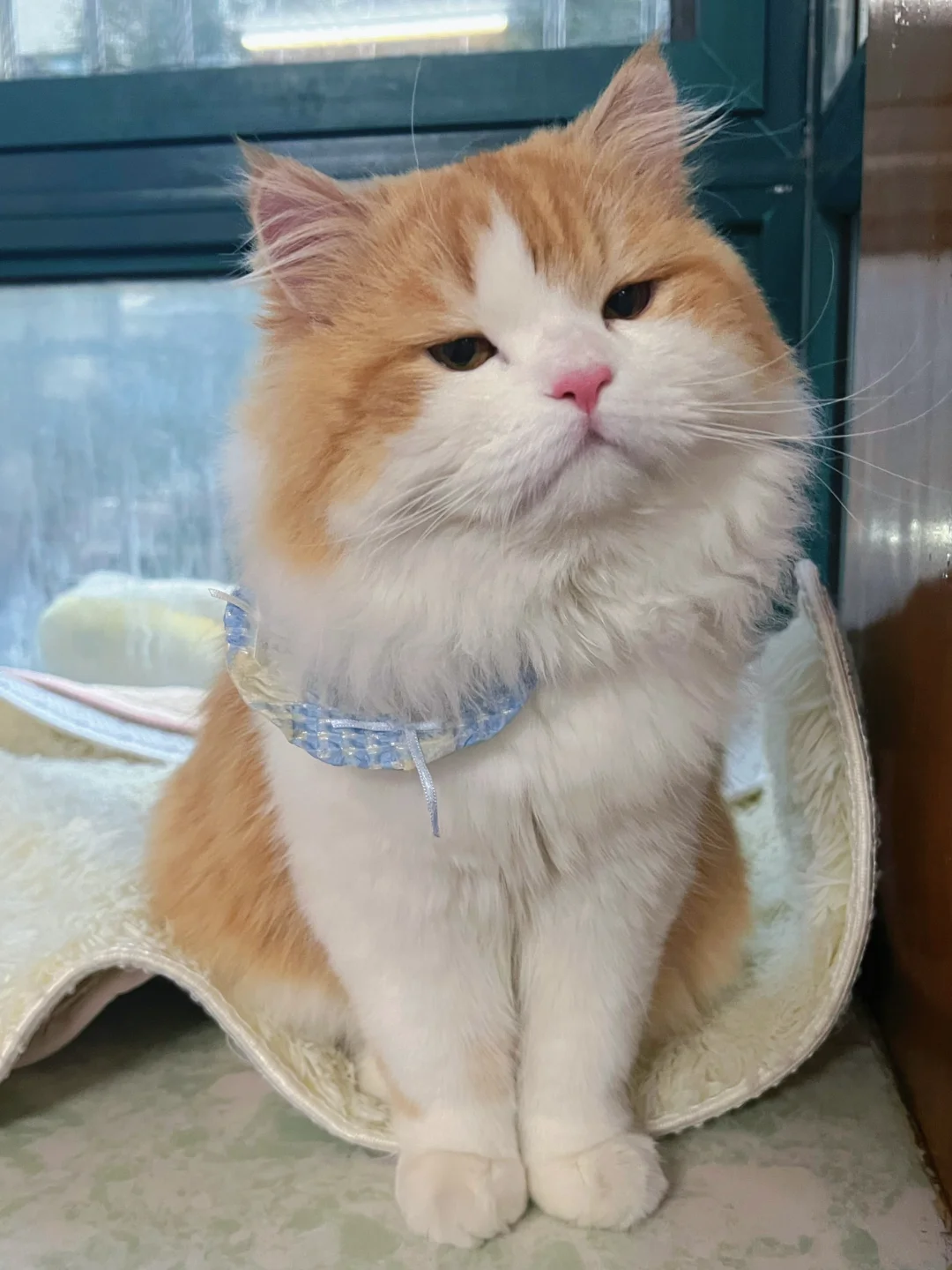 都说了没事别惹橘猫