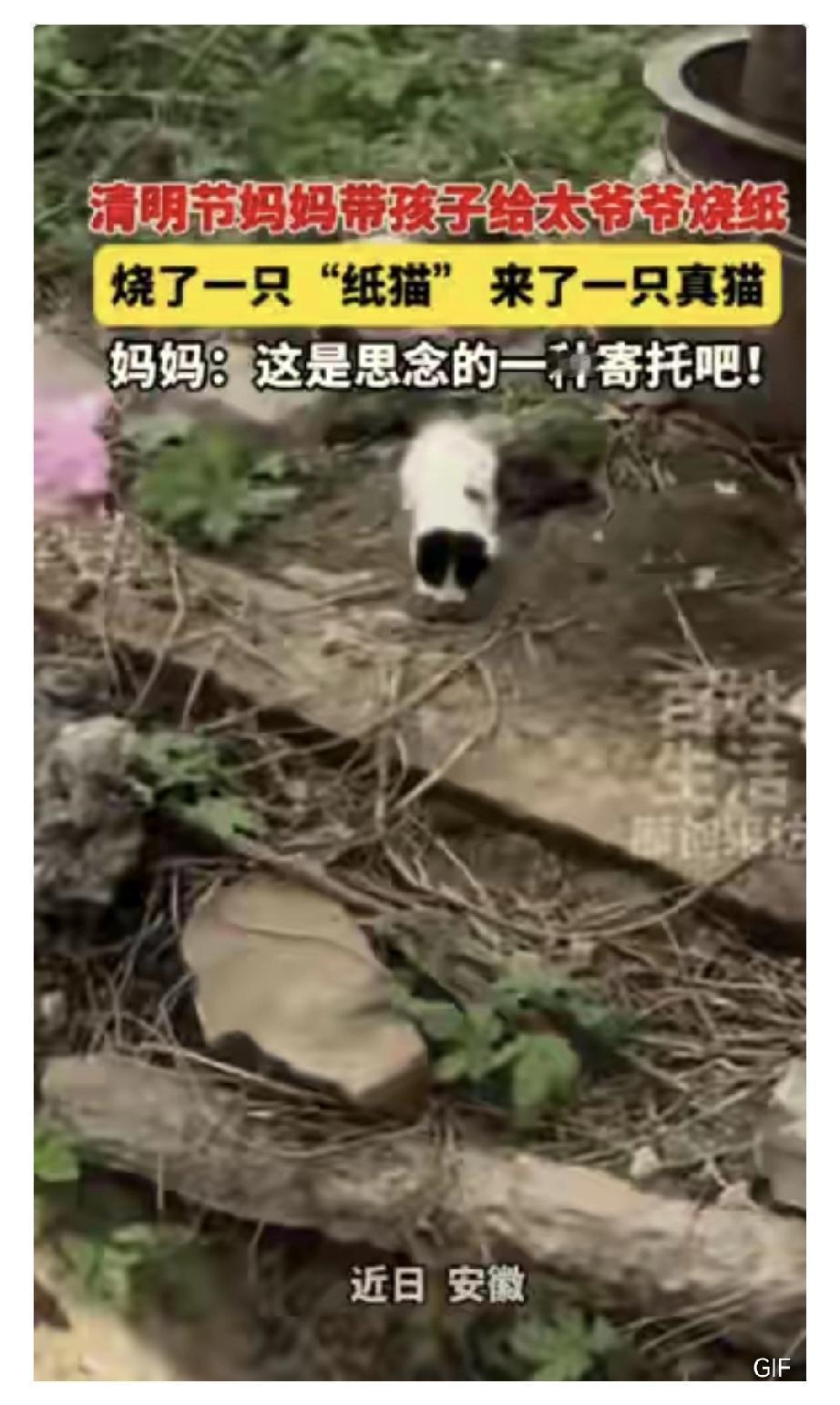 科学解释不清了！安徽，13岁男孩给去世的太爷爷烧纸，特意烧了一只纸猫，怕老人在那