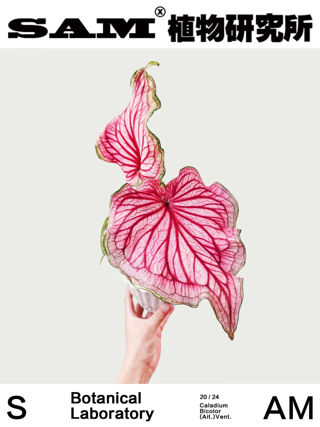 希索｜Caladium Bicolor Ait.Vent